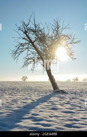 Lever de soleil derrière un vieux arbre crocheté, lors d'une journée d'hiver enneigée froide dans le Spessart, Bavière, Allemagne Banque D'Images