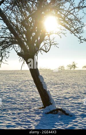 Lever de soleil derrière un vieux arbre crocheté, lors d'une journée d'hiver enneigée froide dans le Spessart, Bavière, Allemagne Banque D'Images