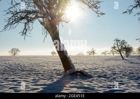 Lever de soleil derrière un vieux arbre crocheté, lors d'une journée d'hiver enneigée froide dans le Spessart, Bavière, Allemagne Banque D'Images