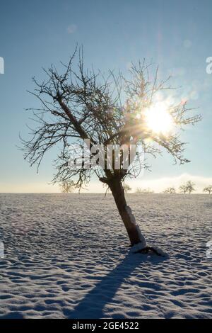 Lever de soleil derrière un vieux arbre crocheté, lors d'une journée d'hiver enneigée froide dans le Spessart, Bavière, Allemagne Banque D'Images