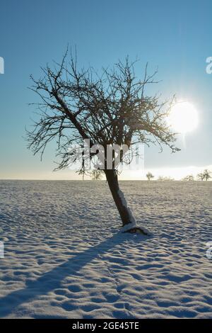 Lever de soleil derrière un vieux arbre crocheté, lors d'une journée d'hiver enneigée froide dans le Spessart, Bavière, Allemagne Banque D'Images