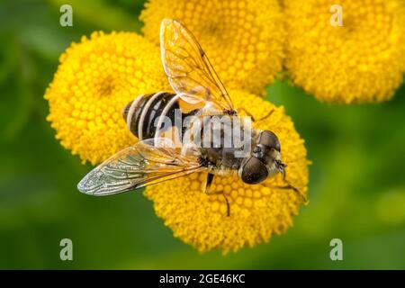 Mouche de drone européenne / dronefly (Eristalis arbustorum) plantaire femelle se nourrissant sur le nectar de tansy commune (Tanacetum vulgare) en fleur en été Banque D'Images