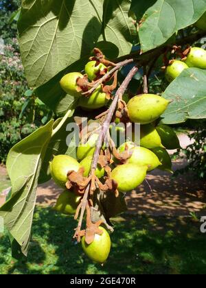 Racine De Paulownia Tia Shan XXL - Arbre à Croissance Rapide, Résistant Au Gel - Pour Jardin Ou Pot