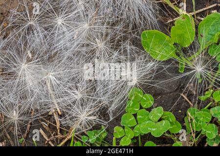 Graines tombées sur le sol à partir de chardon de mer / chardon de taureau / chardon commun (Cirsium vulgare / Cirsium lanceolatum) en été Banque D'Images