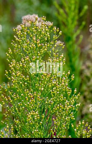 Éperon canadien / fleabane canadien / coltstail / marestail / butteraded (Erigeron canadensis / Conyza canadensis) en fleurs en été Banque D'Images