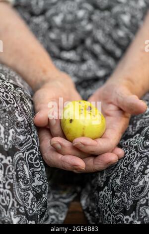 Les mains de la vieille femme avec la peau ridée tient la pomme jaune. Mise au point sélective et image avec faible profondeur de champ Banque D'Images