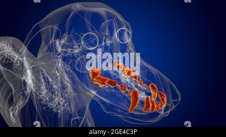 Anatomie des dents supérieures du chien pour l'illustration 3D du concept médical Banque D'Images