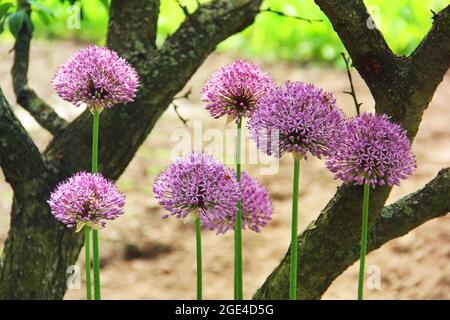 Arc dans le jardin. Allium. Gros plan sur un noeud violet Banque D'Images