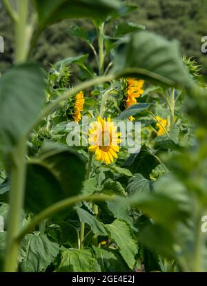 Un tournesol en pleine floraison montrant son centre que les oiseaux aiment manger en automne, quand les graines se sont complètement formées Banque D'Images