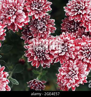 Chrysanthèmes rouges dans le givre. Chrysanthèmes sous la neige. Fleurs dans le jardin d'hiver. Les fleurs sont couvertes de neige Banque D'Images