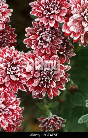 Chrysanthèmes rouges dans le givre. Chrysanthèmes sous la neige. Fleurs dans le jardin d'hiver. Les fleurs sont couvertes de neige Banque D'Images