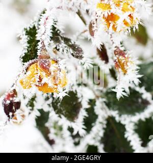 Fleurs jaunes dans le jardin d'hiver.Fleurs dans le givre.Premières gelées Banque D'Images