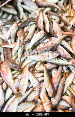 Marché des fruits de mer frais à Batumi, Géorgie. Poissons vivants dans la glace. Banque D'Images