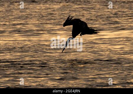 Silhouette de pélican brun de plongée (Pelecanus occidentalis), parc du comté de Windy Cove, baie de Winchester, Oregon Banque D'Images