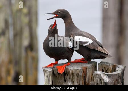 Pigeon guillemot (Cepphus columba), parc du comté de Windy Cove, Winchester Bay, Oregon Banque D'Images