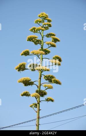 Plante Century (Agave americana) Floraison Spike, Mali Losinj, île croate. Grande pointe de floraison de l'agave de plante de siècle. Banque D'Images