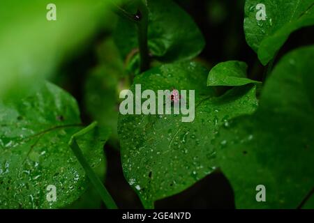 Papillon à pois pour bébé ou bébé sur un légume vert Banque D'Images