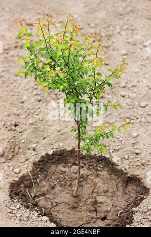 Petit jeune arbre dans le jardin.Jardinage Banque D'Images