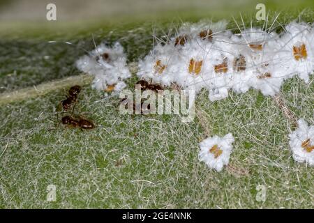 Petits insectes blancs de la famille Aleyrodidae avec des adultes Rover Ants du genre Brachymyrmex dans un regard de l'arbre d'Oiti de l'espèce Licania Banque D'Images