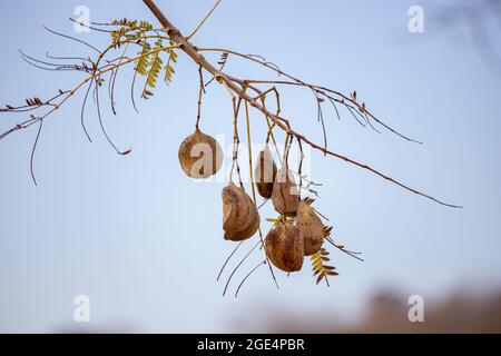 Bleu Jacaranda fruits de l'espèce Jacaranda mimosifolia Banque D'Images