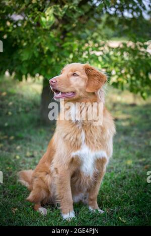 Nova Scotia Duck Tolling Retriever Banque D'Images