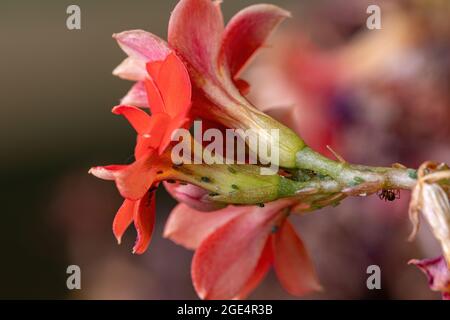 Petits pucerons insectes de la famille des Aphididae sur la plante Flaming Katy de l'espèce Kalanchoe Blossfeldiana Banque D'Images