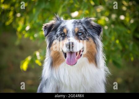 Blue merle Berger australien Banque D'Images