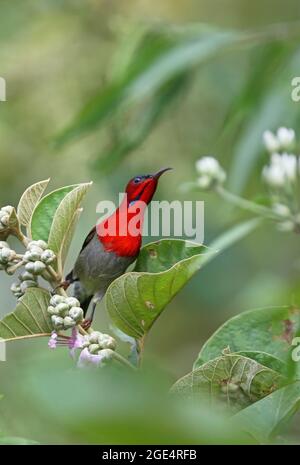 Cramoisi Sunbird (Aethopyga siparaja) adulte mâle perché sur la tête de fleur Kaeng Krachan NP, Thaïlande Novembre Banque D'Images