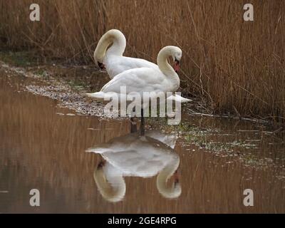 Paire de Cygnes muets (Cygnus olor) avec un motif de plumage blanc se chevauchant et des cols incurvés reflétés dans les lits reedbed inondés du Lancashire, Angleterre, Royaume-Uni Banque D'Images