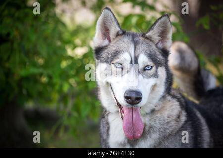 Husky Sibérien Banque D'Images