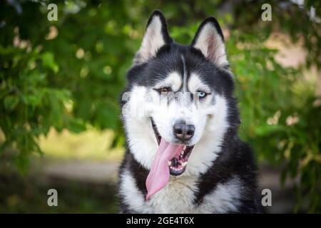 Malamute d'Alaska Banque D'Images