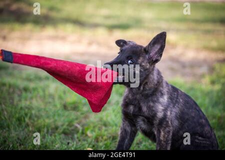 Berger hollandais, chien Hollandse Herdershond jouant avec un jouet Banque D'Images