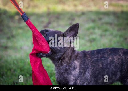 Berger hollandais, chien Hollandse Herdershond jouant avec un jouet Banque D'Images