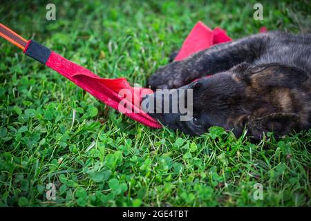 Berger hollandais, chien Hollandse Herdershond jouant avec un jouet Banque D'Images