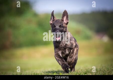 Berger hollandais, chien Hollandse Herdershond courant Banque D'Images