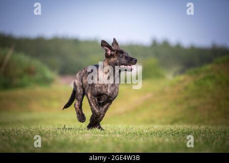 Berger hollandais, chien Hollandse Herdershond courant Banque D'Images