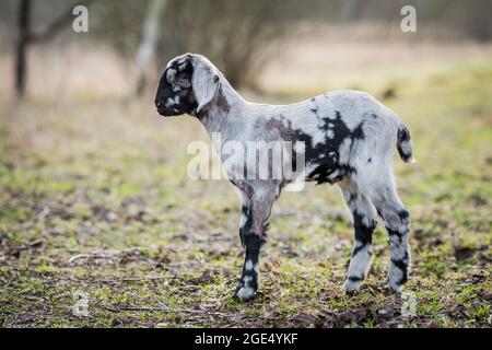 Petit portrait de chèvre de boer sud-africain sur la nature Banque D'Images