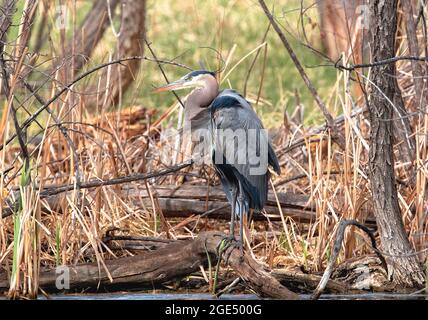 Portrait d'un grand héron bleu avec des panaches de tête soufflées au vent, debout dans un cadre naturel au bord d'un marais au début du printemps. Banque D'Images