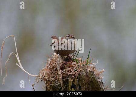 Wren Banque D'Images