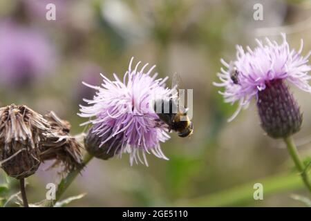 L'abeille minière (andrena), peut-être le chocolat (andrena scotica), s'assit sur une fleur de chardon violet dans les Norfolk Broads, au Royaume-Uni Banque D'Images