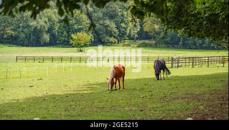 une paire de chevaux dehors pour pâturage sur l'herbe à l'ombre Banque D'Images