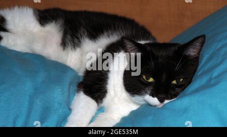 APPAREIL PHOTO NUMÉRIQUE OLYMPUS - gros plan d'un chat noir et blanc allongé sur un oreiller bleu dans la chambre (le nom de Cats est Roxy) Banque D'Images