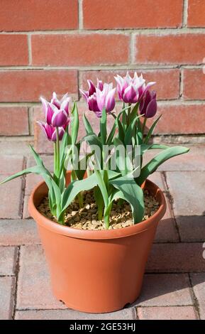 Un groupe de tulipa Claudia dans un planteur Une tulipe à fleurs de printemps de couleur violette et blanche appartenant au groupe de tulipes à fleurs de Lily Division 6 Banque D'Images