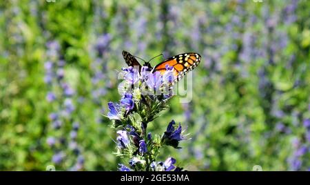 Gros plan d'un papillon monarque collectant le nectar des fleurs violettes de l'usine de bugloss d'un vipère dans un champ Banque D'Images