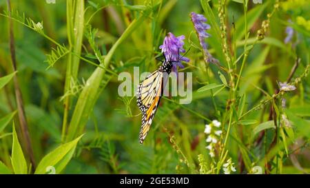 Gros plan d'un papillon monarque collectant le nectar des fleurs violettes sur une plante vetch de vache dans un pré Banque D'Images