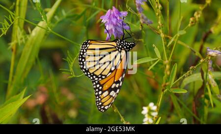 Gros plan d'un papillon monarque collectant le nectar des fleurs violettes sur une plante vetch de vache dans un pré Banque D'Images
