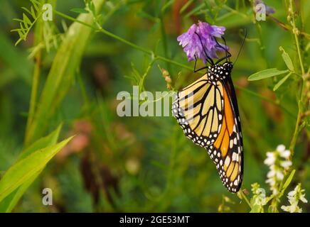 Gros plan d'un papillon monarque collectant le nectar des fleurs violettes sur une plante vetch de vache dans un pré Banque D'Images