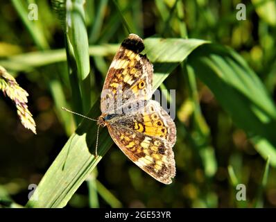 Gros plan d'un papillon à pieds en forme de croissant de perles reposant sur une lame d'herbe dans un champ Banque D'Images