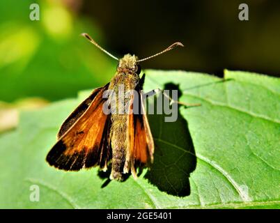 Gros plan d'un papillon de skipper d'orange reposant au soleil sur une feuille de plante dans la forêt Banque D'Images