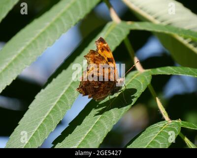 Gros plan d'un papillon à pieds en forme de pinceau, à l'est, reposant dans la forêt sur une feuille de plante au soleil Banque D'Images